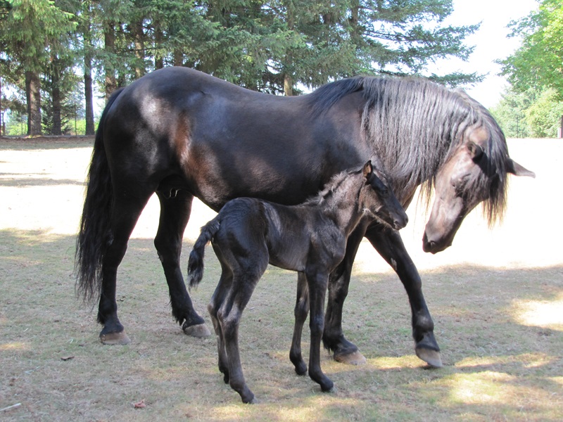 canadian mare temis uvani heritage, Roxanne Salinas Bear Hollow Farm Canadian Horse, Ken Morris CHHAPS, Canadian Horse Heritage and Preservation Society, Canada's National Horse, Swallowfield Farm Ladysmith, Danadream Farm Quebec, Canadian Horse Breed Pedigree Book, First Farms Canadians
