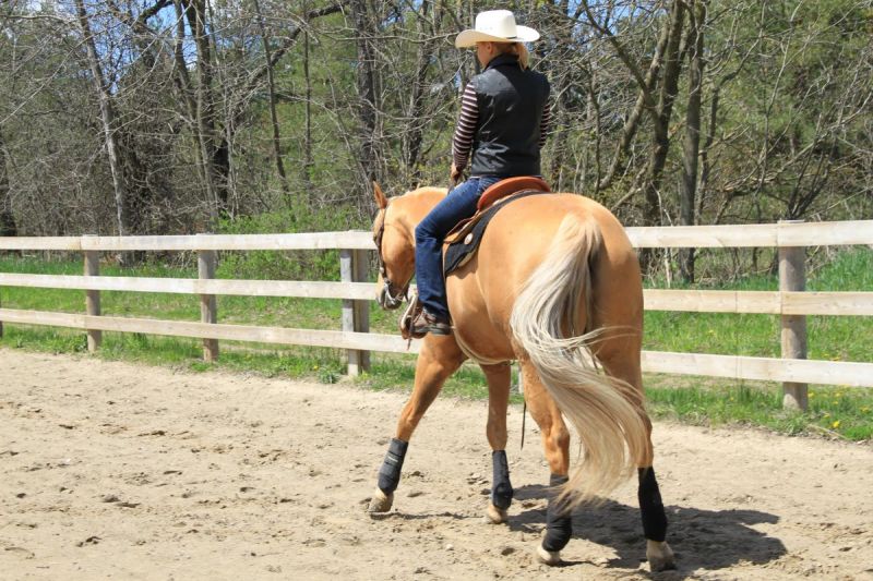 schooling horses, lindsay grice, canadian equestrian coaches, horse learning styles, how do horses learn? types of horse training, horse riding lesson plan, communicating with horses