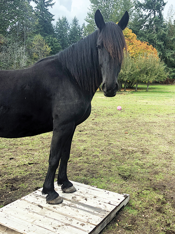 tracking systems for horses, alexa linton, horse barn layouts, horsekeeping methods, how to organize horse paddocks, natural grazing horses
