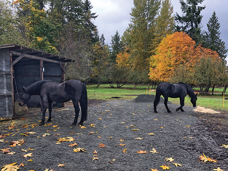 tracking systems for horses, alexa linton, horse barn layouts, horsekeeping methods, how to organize horse paddocks, natural grazing horses