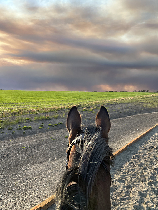 north country equestrian blog, abbey stilwell horse blog, equestrian perseverance, horse ownership challenges Canada, cost of owning horses, horse injuries and setbacks, equestrian lifestyle Canada, horse rider mindset, managing horse expenses, equestrian grit and determination, horse care challenges, Canadian horse industry, horse ownership realities, equestrian struggles and success, riding setbacks, horse health issues, equestrian motivation