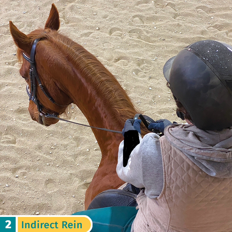 five rein aids horses, indirect rein aid, riding horses rein aids, sarah mellings, ec certified coaches