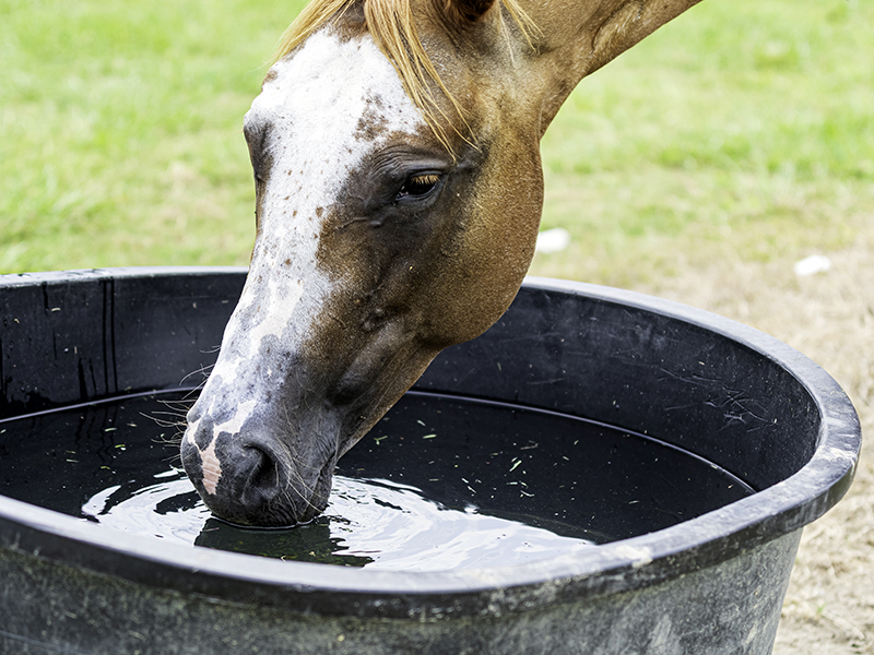 how to prevent a horse dehydration, equine guelph, riding horses in heat, summer horseback riding