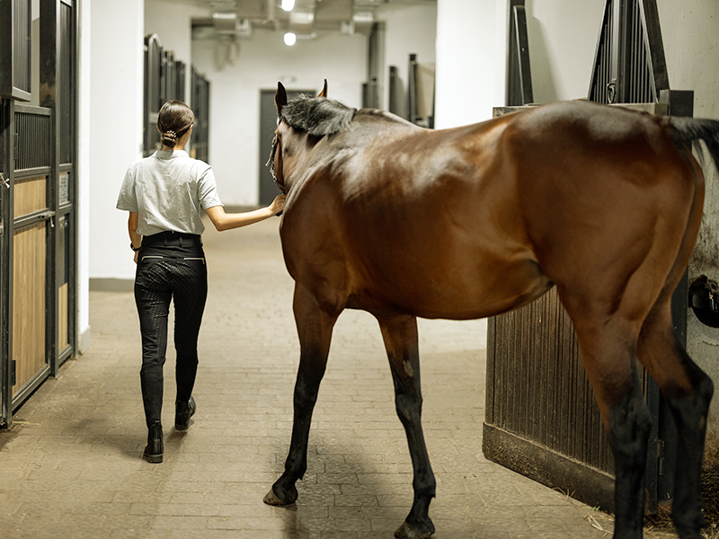 blindfolding horses, equine guelph studies, fire drills horses, evacuatign horse barns, leading a horse blindfolded, horse welfare