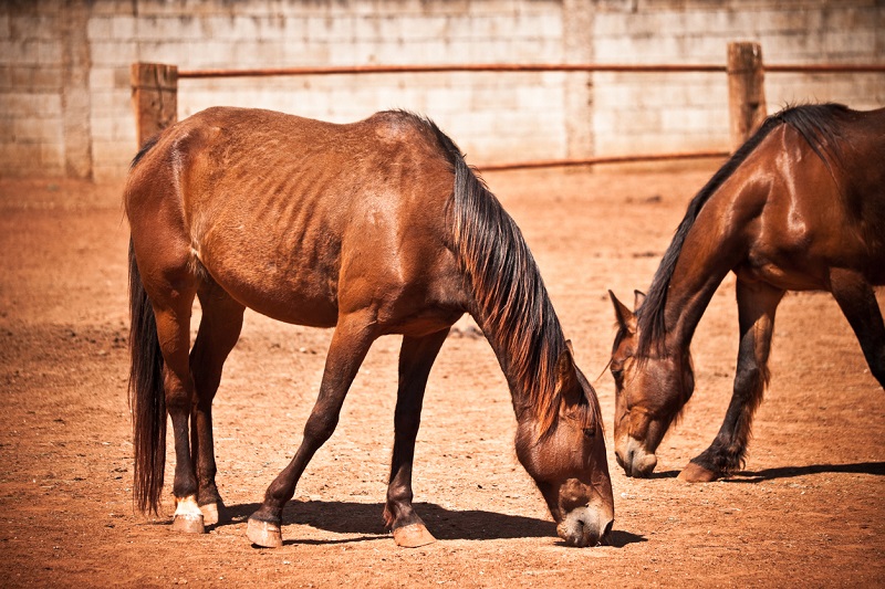 equine code of practice, code of practice for the care and handling of equines, shelagh niblock equine nutritionist