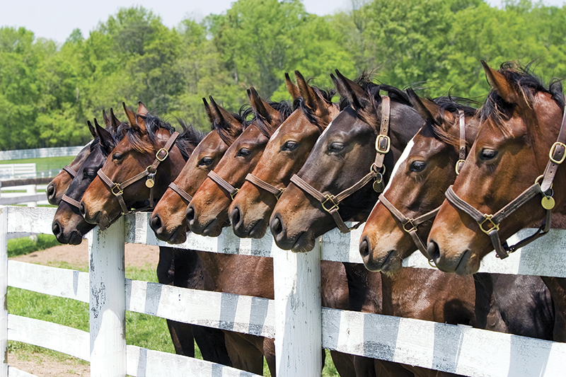 equine industry symposium 2021, covid-19 canada's horse industry, university of guelph symposium, canada's horse industry