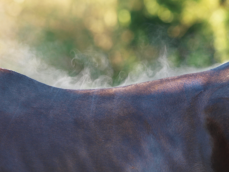 how to prevent a horse dehydration, equine guelph, riding horses in heat, summer horseback riding
