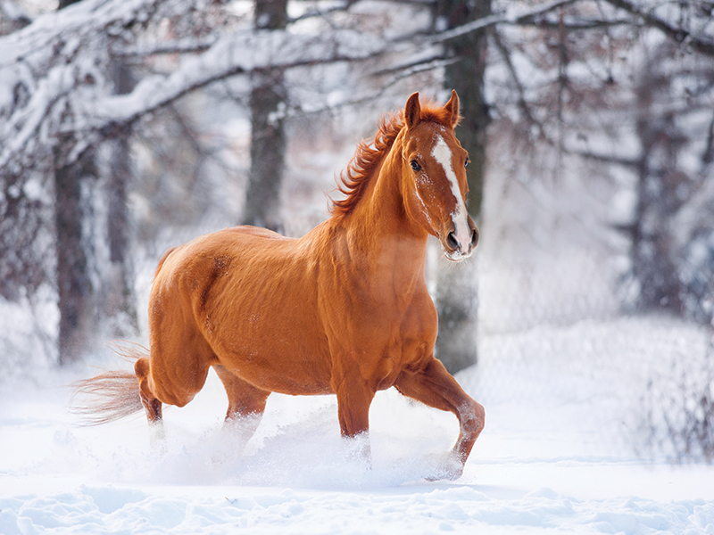 relationship with horses, understanding horses, alexa linton, how old horses get, paddock paradise track system, natural environment horses