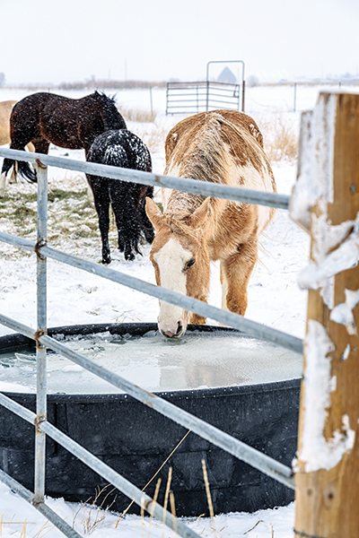 climate change horse industry, prepare horse farm for climate change, heat dome horses, rescuing horses disaster, hay shortages, colic horses
