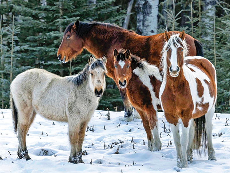 alberta's wild horses, wild horses alberta cull, horses in alberta, feral horse management framework, alberta wildies society, haws, the wildie west podcast, wild horses of alberta whoas, alberta mountain horse