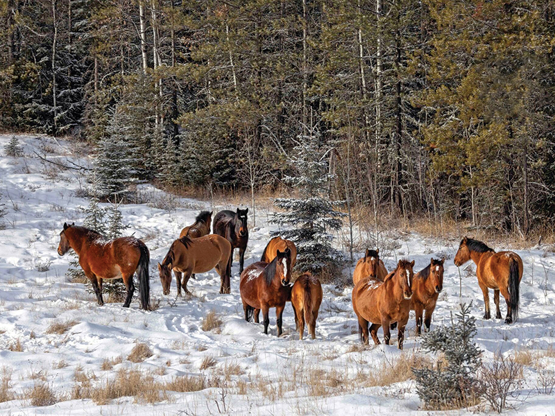 alberta's wild horses, wild horses alberta cull, horses in alberta, feral horse management framework, alberta wildies society, haws, the wildie west podcast, wild horses of alberta whoas, alberta mountain horse