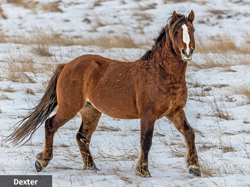 alberta's wild horses, wild horses alberta cull, horses in alberta, feral horse management framework, alberta wildies society, haws, the wildie west podcast, wild horses of alberta whoas, alberta mountain horse