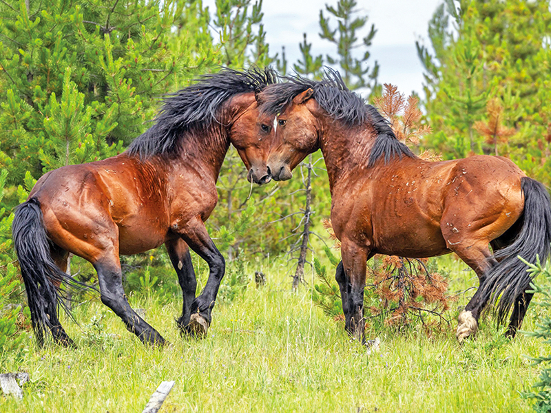 alberta's wild horses, wild horses alberta cull, horses in alberta, feral horse management framework, alberta wildies society, haws, the wildie west podcast, wild horses of alberta whoas, alberta mountain horse