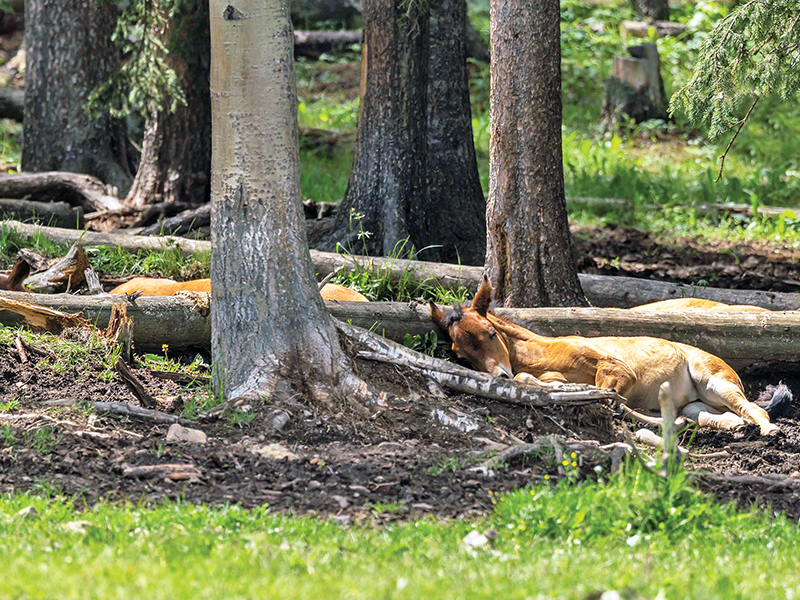 alberta's wild horses, wild horses alberta cull, horses in alberta, feral horse management framework, alberta wildies society, haws, the wildie west podcast, wild horses of alberta whoas, alberta mountain horse