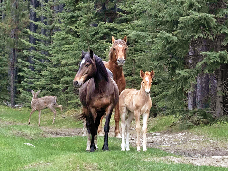 alberta's wild horses, wild horses alberta cull, horses in alberta, feral horse management framework, alberta wildies society, haws, the wildie west podcast, wild horses of alberta whoas, alberta mountain horse