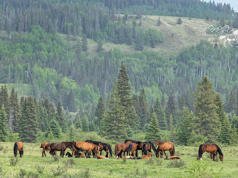alberta's wild horses, wild horses alberta cull, horses in alberta, feral horse management framework, alberta wildies society, haws, the wildie west podcast, wild horses of alberta whoas, alberta mountain horse