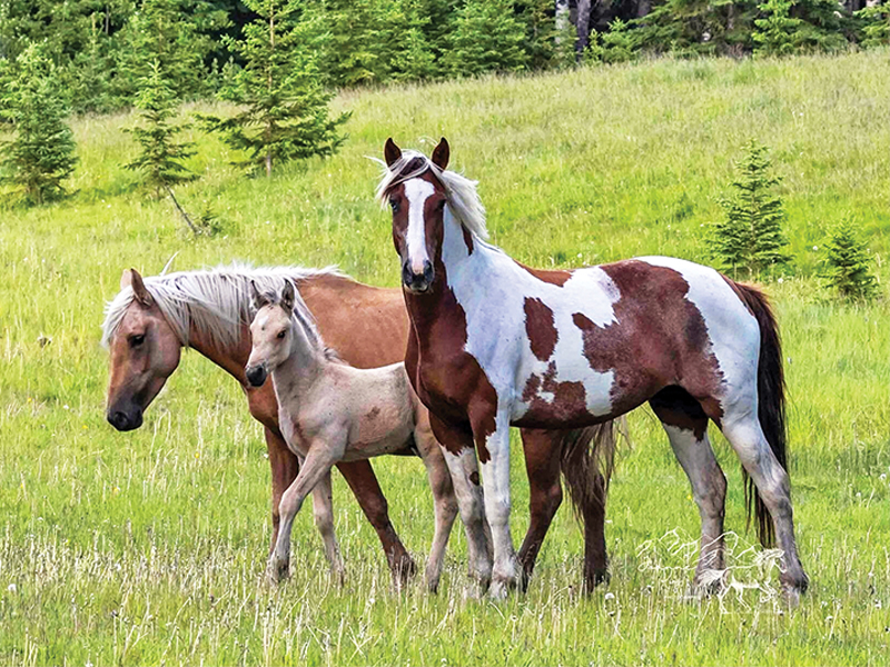 alberta's wild horses, wild horses alberta cull, horses in alberta, feral horse management framework, alberta wildies society, haws, the wildie west podcast, wild horses of alberta whoas, alberta mountain horse