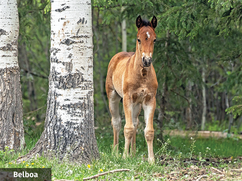 alberta's wild horses, wild horses alberta cull, horses in alberta, feral horse management framework, alberta wildies society, haws, the wildie west podcast, wild horses of alberta whoas, alberta mountain horse