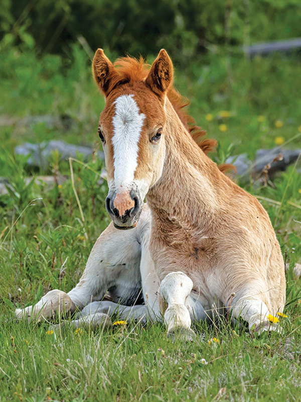 alberta's wild horses, wild horses alberta cull, horses in alberta, feral horse management framework, alberta wildies society, haws, the wildie west podcast, wild horses of alberta whoas, alberta mountain horse
