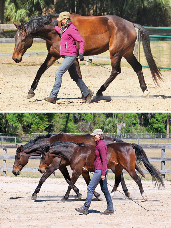 Karen Rohlf at liberty, dressage naturally karen rohlf, grand prix dressage competitor trainers, interview with Karen Rohlf, riding dressage without bit, natural horsemanship dressage
