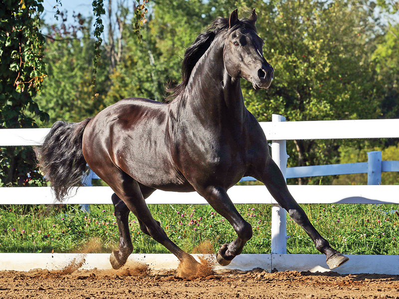 Swallowfield Eno Kelbeck stallion, Roxanne Salinas Bear Hollow Farm Canadian Horse, Ken Morris CHHAPS, Canadian Horse Heritage and Preservation Society, Canada's National Horse, Swallowfield Farm Ladysmith, Danadream Farm Quebec, Canadian Horse Breed Pedigree Book, First Farms Canadians