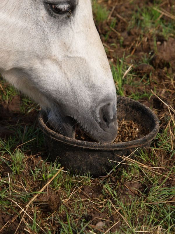 nutrition in timothy hay, nutrition in alfalfa horses, feeding horses without hay, nutrition for horses, feeding horses on a budget, equine nutrition