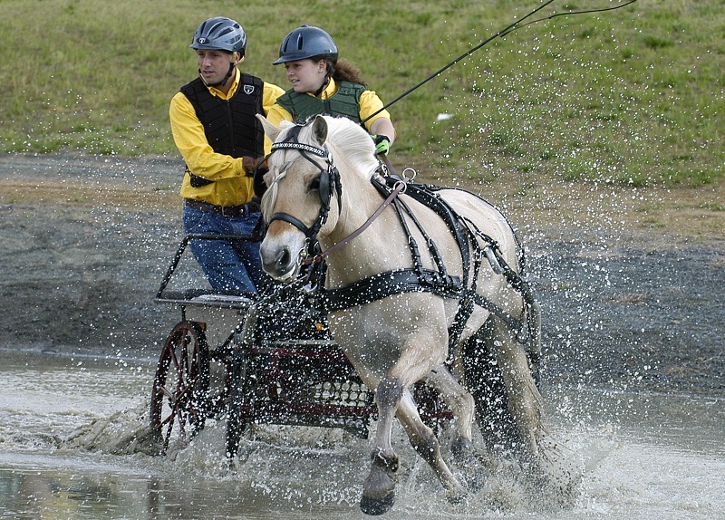 Norwegian Fjord, Asiatic wild horse or Przewalski horse, Highland Pony and the Icelandic Horse. Horses used by vikings, Beaver Dam Farm in Nova Scotia, American Driving Society (ADS), Wallace Point Fjords, Blue Raven Farm, and McKinnon’s Neck Farm