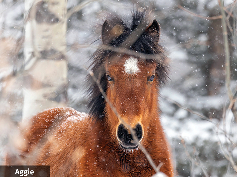 alberta's wild horses, wild horses alberta cull, horses in alberta, feral horse management framework, alberta wildies society, haws, the wildie west podcast, wild horses of alberta whoas, alberta mountain horse