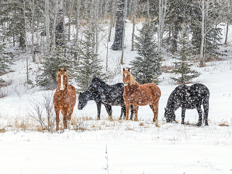 alberta's wild horses, wild horses alberta cull, horses in alberta, feral horse management framework, alberta wildies society, haws, the wildie west podcast, wild horses of alberta whoas, alberta mountain horse