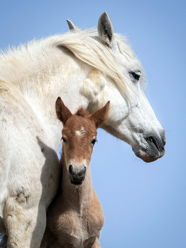 alberta wild horses, alberta wildies society, wild horse foals 2024