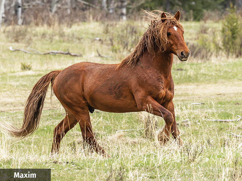 alberta's wild horses, wild horses alberta cull, horses in alberta, feral horse management framework, alberta wildies society, haws, the wildie west podcast, wild horses of alberta whoas, alberta mountain horse