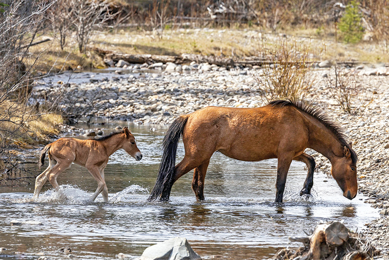 alberta's wild horses, wild horses alberta cull, horses in alberta, feral horse management framework, alberta wildies society, haws, the wildie west podcast, wild horses of alberta whoas, alberta mountain horse