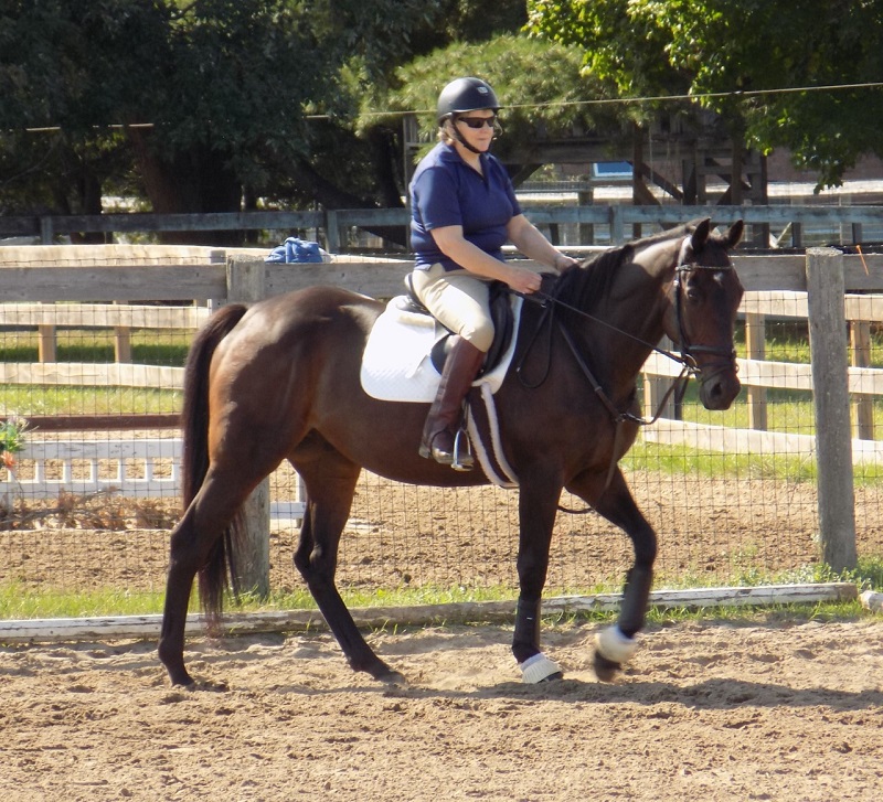rescue horses canada, homes for retired racehorses canada, greener pastures, wild horses of alberta, longrun thoroughbred, new stride equine retirement, thoroughbred aftercare alliance, horse welfare alliance of canada