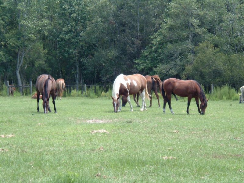 nutrition in timothy hay, nutrition in alfalfa horses, feeding horses without hay, nutrition for horses, feeding horses on a budget, equine nutrition