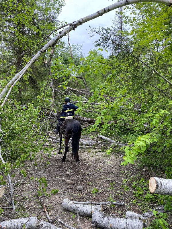 mounted search and rescue horses, msar horses, horses with jobs, working horses, school horses, therapy horses, search and rescue horses, quadrille horses, movie horses, horse temperament, equine careers