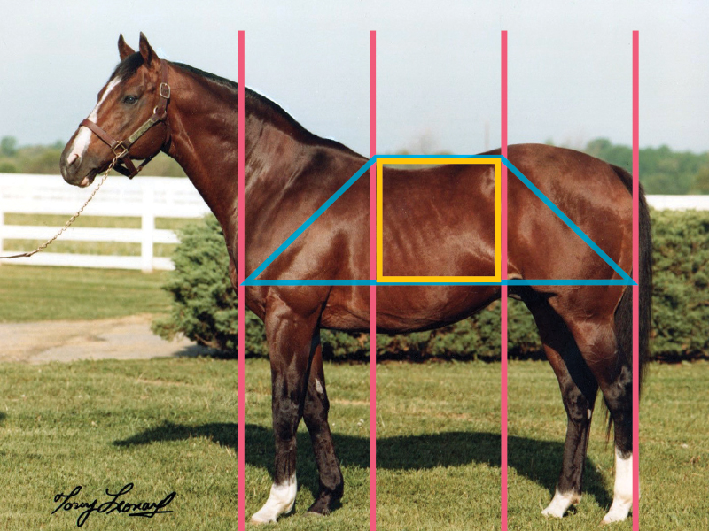 horse conformation, horse movement analysis, equine judging, horseman’s eye, horse training Canada, equine biomechanics, horse soundness, judging horses Canada, equine body language, horse gait analysis, horse selection tips, equestrian coaching Canada, horse show judging, Canadian horse industry, horse performance evaluation