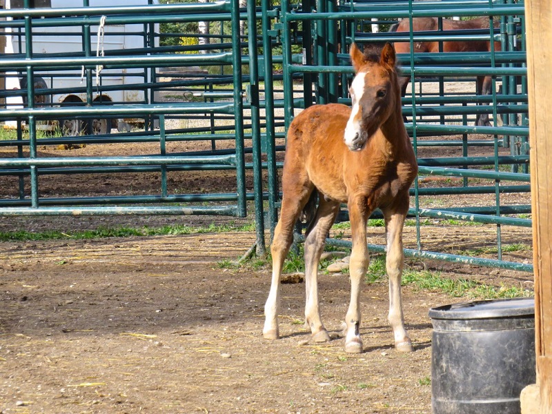 rescue horses canada, homes for retired racehorses canada, greener pastures, wild horses of alberta, longrun thoroughbred, new stride equine retirement, thoroughbred aftercare alliance, horse welfare alliance of canada