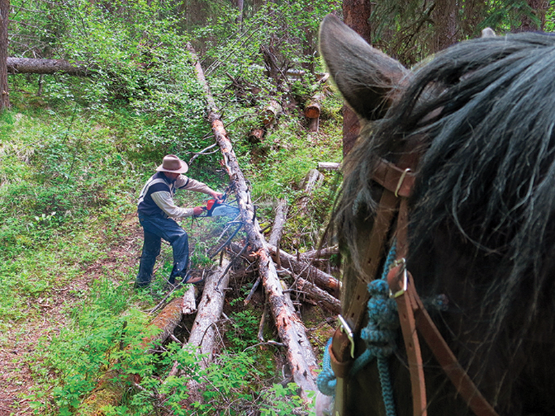 patient trail riding horse, trail riding preparation, horse fitness training, trail horse skills, equine conditioning program, horse camping trips Canada, rider fitness equestrian, trail riding safety, horse training for trails
