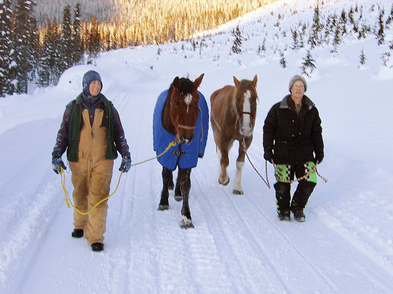 bell and sundance horses, horse rescue in bc, pack horses abandoned bc, horse christmas stories, mount renshaw horse rescue, horses trapped rocky mountains, birgit stutz horse rescue, falling star ranch bc, frank mackay horse abandonment