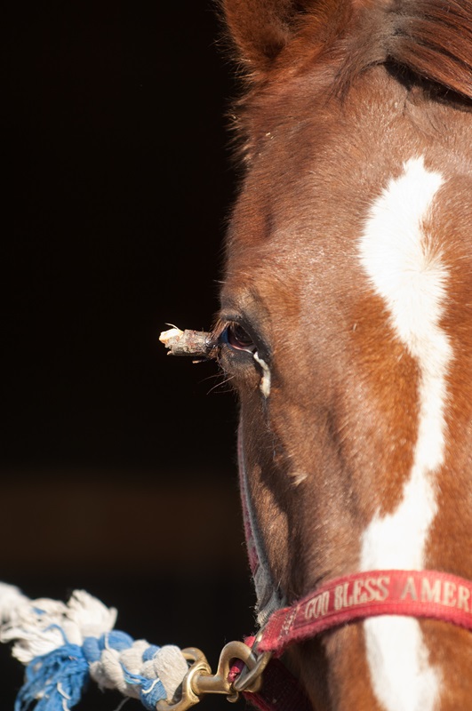 how to plan emergency horses, burwash equine services, dr. crystal lee burwash, ultrasound for horses, physical exam horses, abdominal tap horse, nasogastric tube horse, puncture wound horse