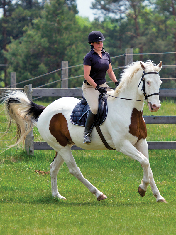 schooling horses, lindsay grice, canadian equestrian coaches, horse learning styles, how do horses learn? types of horse training, horse riding lesson plan, communicating with horses