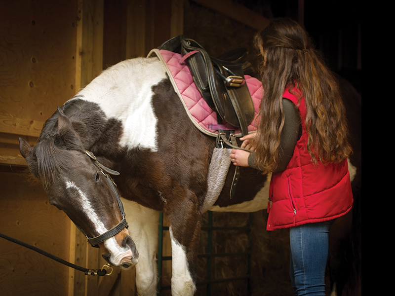 schooling horses, lindsay grice, canadian equestrian coaches, horse learning styles, how do horses learn? types of horse training, horse riding lesson plan, communicating with horses