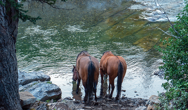 anchor d guiding & outfitting, riding holidays, horse riding holidays canada, rocky mountain horse rides