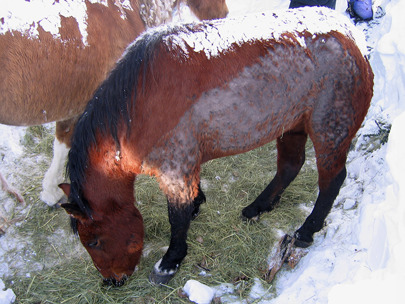 bell and sundance horses, horse rescue in bc, pack horses abandoned bc, horse christmas stories, mount renshaw horse rescue, horses trapped rocky mountains, birgit stutz horse rescue, falling star ranch bc, frank mackay horse abandonment