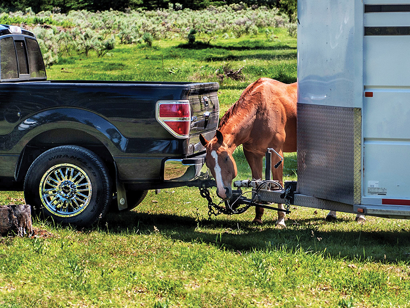 equine emergency preparedness, horses stuck flooding, preventing barn fire, emergency services horses, help for horses disaster, kevan garecki, bc flooding horses
