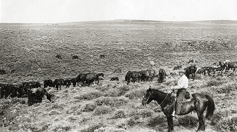 bridle horse riding, tania millen, martin black horse trainer, spanish cowboys, stefanie travers horse trainer, straight up bridle, bosal two rein, roping