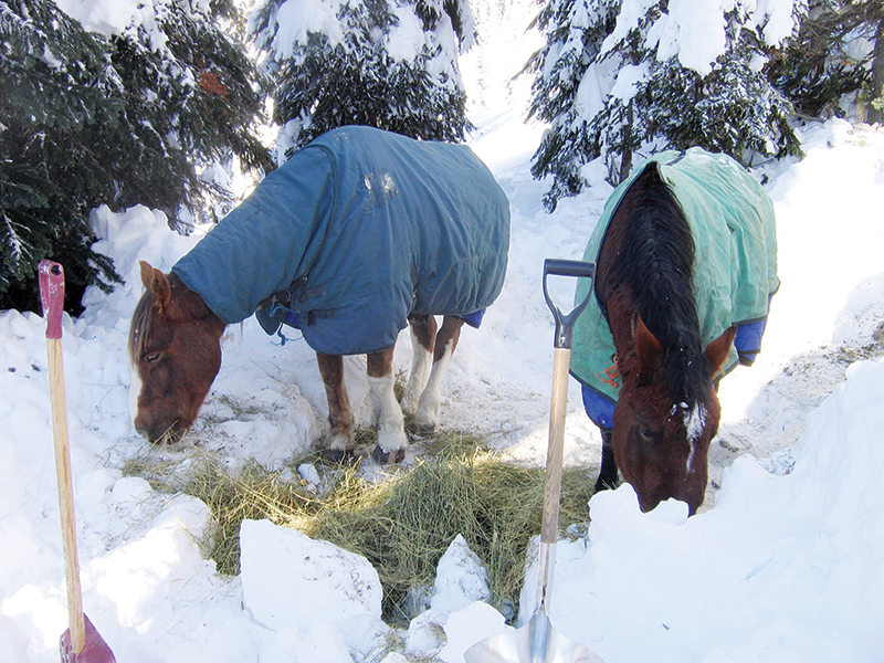 bell and sundance horses, horse rescue in bc, pack horses abandoned bc, horse christmas stories, mount renshaw horse rescue, horses trapped rocky mountains, birgit stutz horse rescue, falling star ranch bc, frank mackay horse abandonment