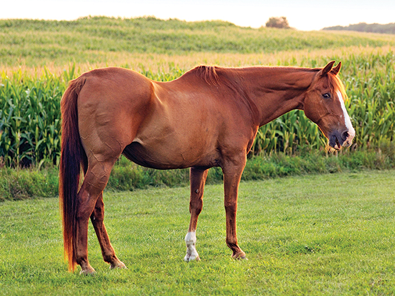 signs of aging horses, older horse back dipping, aging horse sore joints, how to tell age-related equine changes