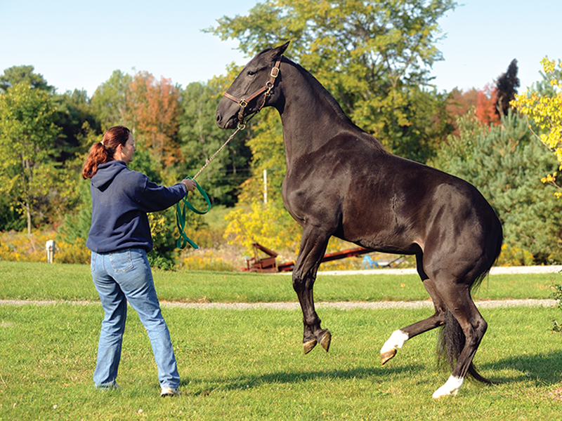schooling horses, lindsay grice, canadian equestrian coaches, horse learning styles, how do horses learn? types of horse training, horse riding lesson plan, communicating with horses