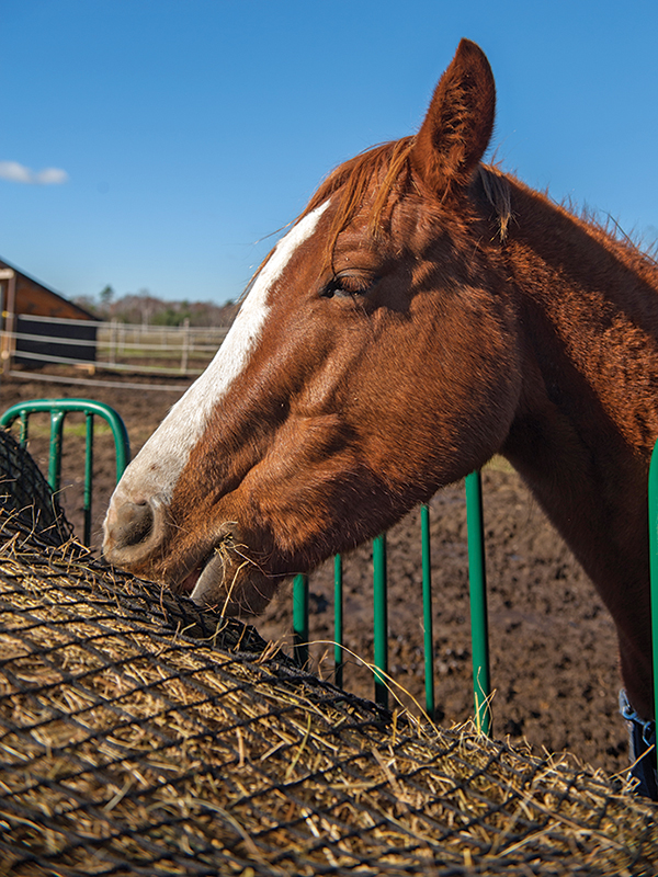 how to store horse hay, make horse hay last long, beet pulp horses, horse's forage, hay feeders